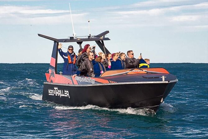 Noosa Ocean Adventures: Dolphins - Key points to know before you book