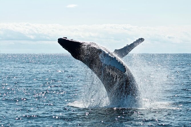 Noosa Ocean Adventures: Dolphins - What the $64.55 price gives you