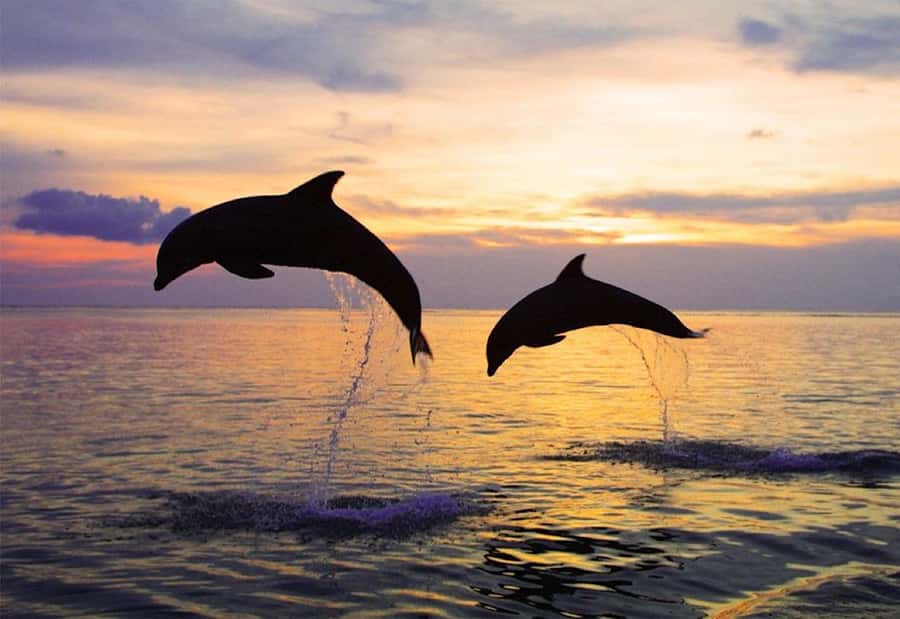 North Bali: Dolphin, Ulun Danu Temple, & Banyumala Waterfall - Why this North Bali day works