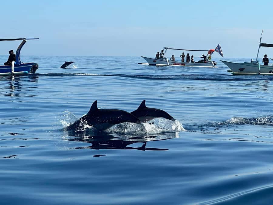 North Bali: Dolphin, Ulun Danu Temple, & Banyumala Waterfall - Who will enjoy this day most