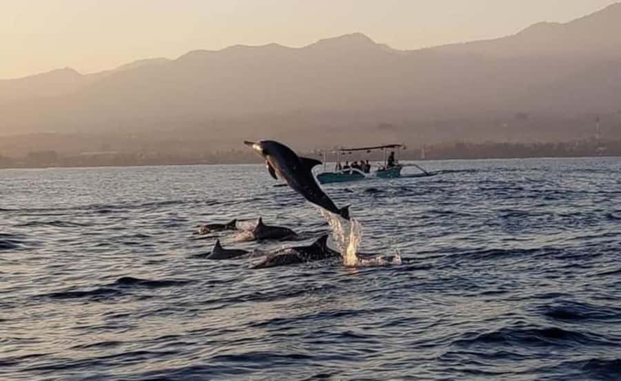 North Bali : Sunrise Dolphin Trip at Lovina Beach - Is $48 good value for a full North Bali day?