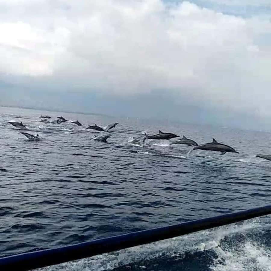 North Bali : Sunrise Dolphin Trip at Lovina Beach - Who will enjoy this outing most?
