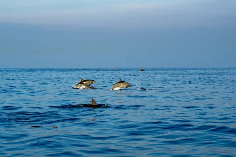 North Bali: Sunrise Tour with Dolphins, Waterfalls & Temples - Watching dolphins from Lovina Beach
