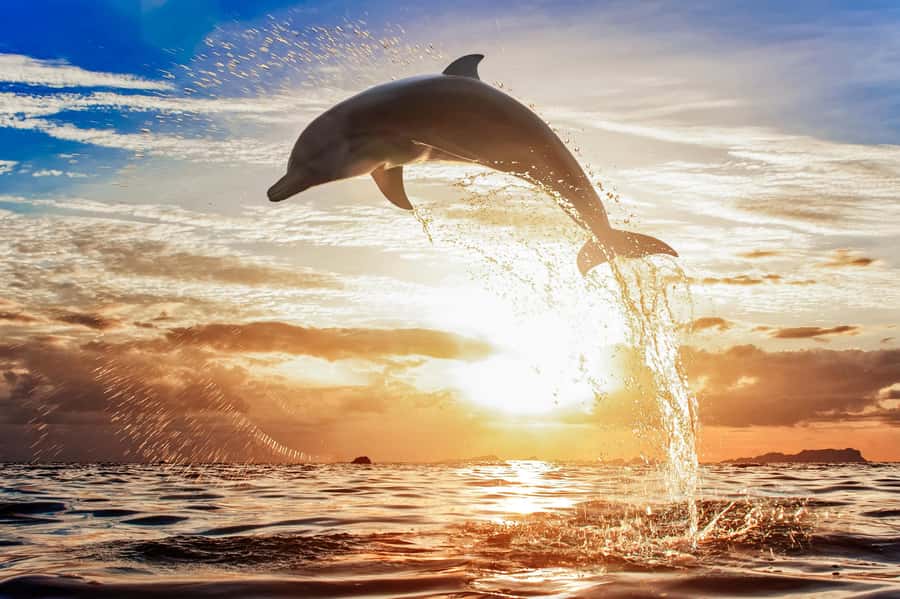 North Bali: Sunrise Tour with Dolphins, Waterfalls & Temples - What the $55 price really covers