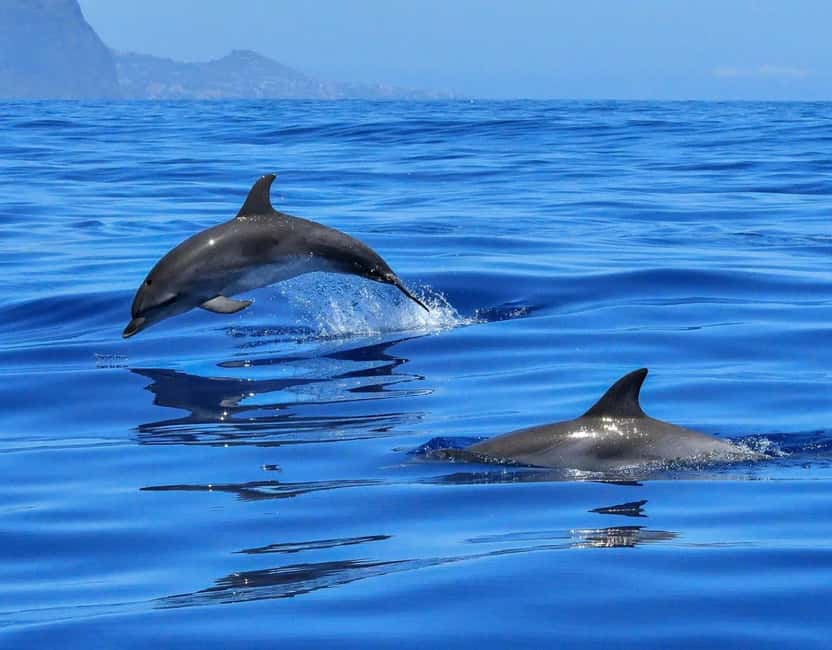 North Coast Dolphins Sunrise Adventure Tour - Following Mallorca’s northern cliffs and coves
