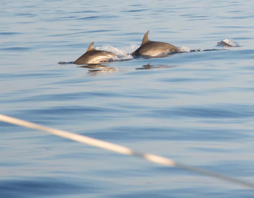 North Coast Dolphins Sunrise Adventure Tour - Swimming and snorkeling at the quiet-water stop