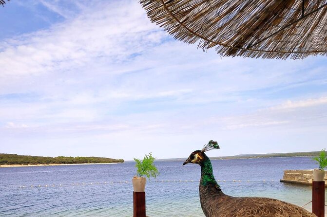 NP Brijuni Island Swimming & Dolphin Watching Sunset Cruise - A panoramic circuit around all 14 Brijuni islands