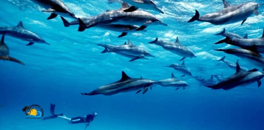 Nungwi: Mnemba Atoll Dolphins Tour with Snacks | Half-day - Key points at a glance