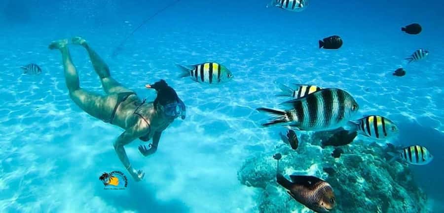 Nungwi: Mnemba Atoll Dolphins Tour with Snacks | Half-day - FAQ