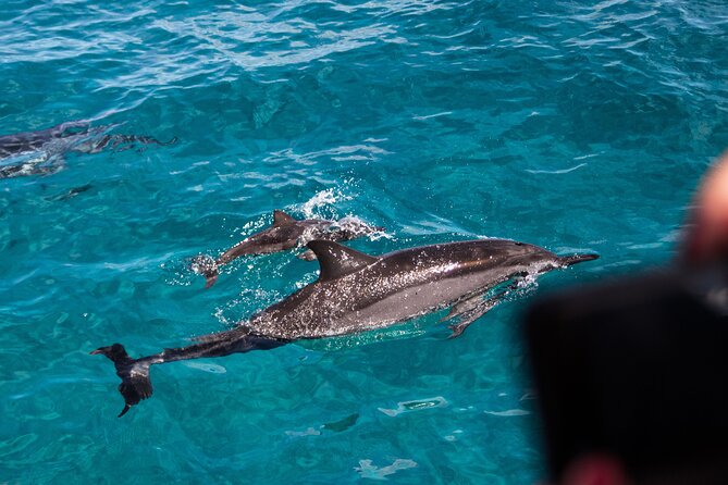 Oahu Dolphin and Snorkel Tour with Waikiki Pickup & Lunch - Why the west coast makes this a different Oahu outing