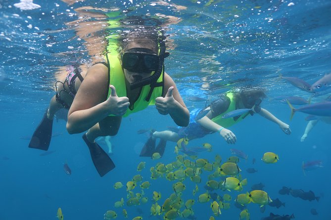 Oahu Dolphin and Snorkel Tour with Waikiki Pickup & Lunch - Turtle snorkeling, with realistic expectations