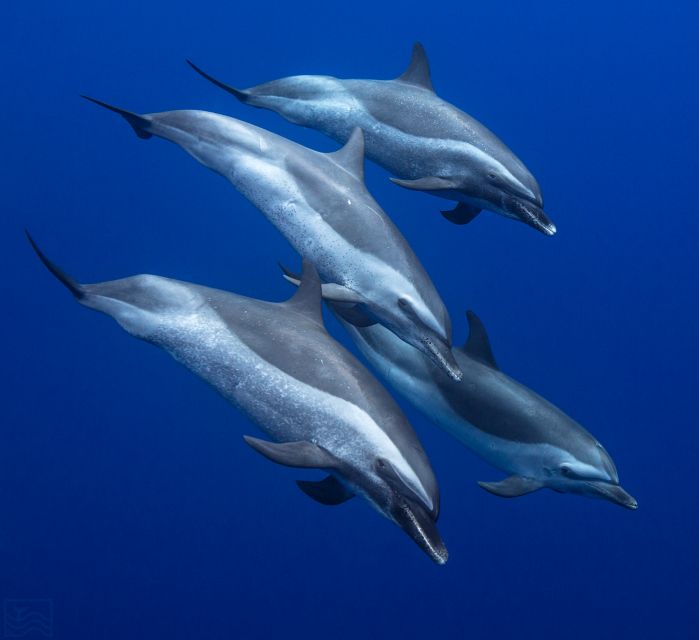Oahu: Dolphin Swim and Turtle Snorkel Excursion in Waianae - Key points to know before booking