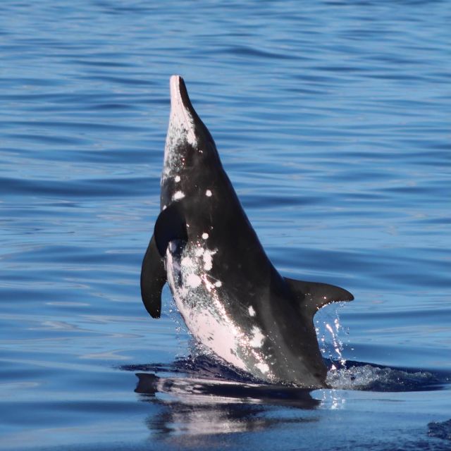 Oahu: Dolphin Swim and Turtle Snorkel Excursion in Waianae - FAQ