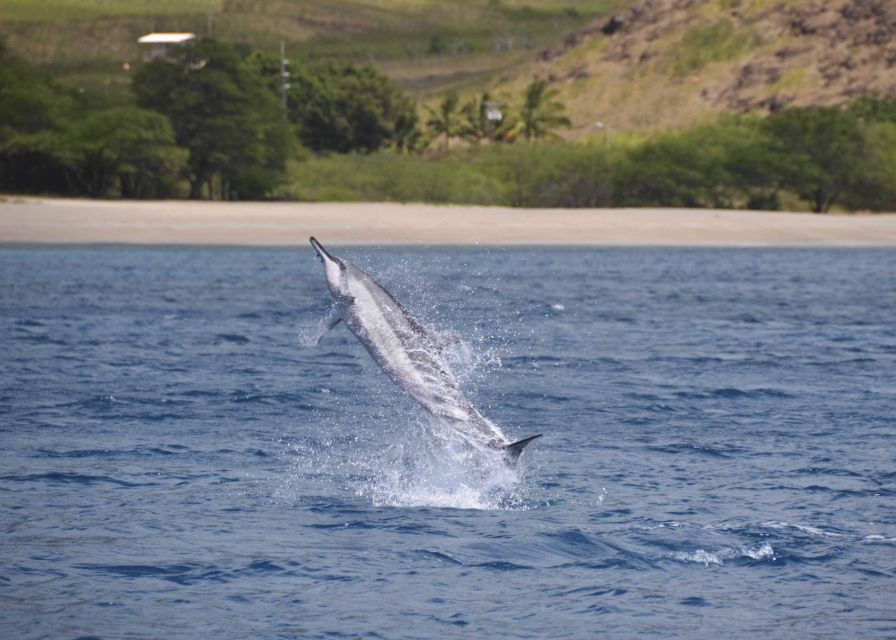 Oahu: Dolphin Swim and Turtle Snorkel Excursion in Waianae - Wild dolphins along Oahu’s Waianae Coast