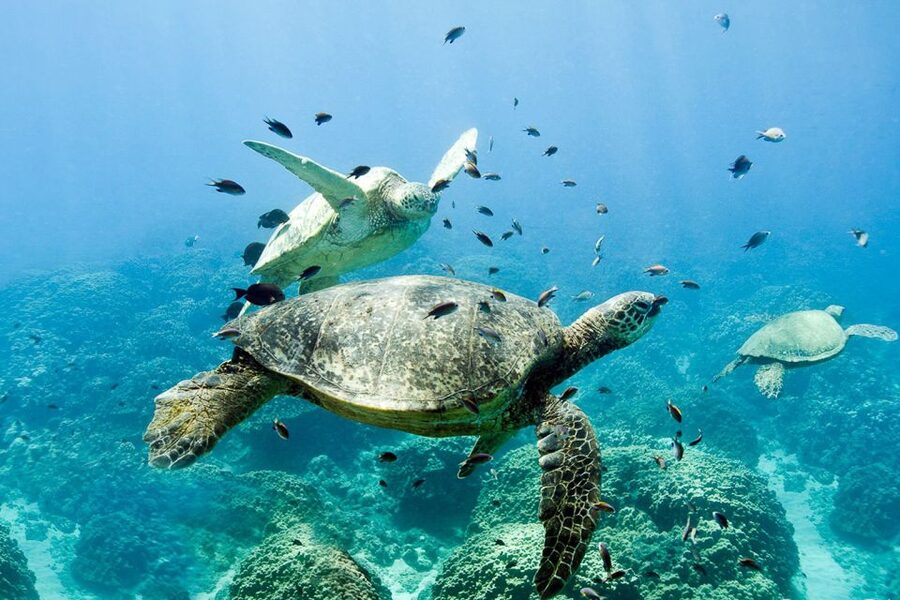 Oahu: Dolphin Swim and Turtle Snorkel Excursion in Waianae - Hotel pickup makes the day easier