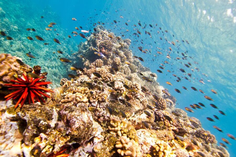 Oahu: Dolphin Swim and Turtle Snorkel Excursion in Waianae - Lunch, drinks, and the useful little extras