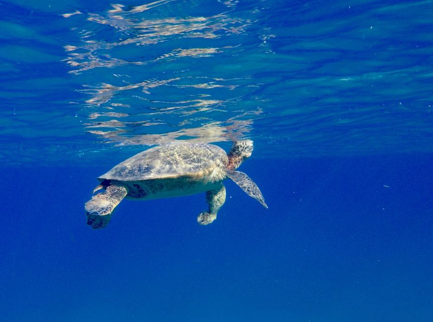 Oahu: Dolphin Swim and Turtle Snorkel Excursion in Waianae - Who will enjoy this most?
