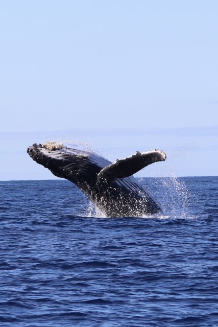 Oahu: Dolphin Swim and Turtle Snorkel Excursion in Waianae - What the three-hour boat trip feels like