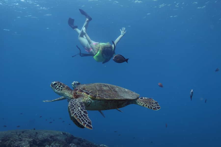 Oahu: Dolphin Watching & Turtle Snorkeling with Waterslide - Key points to know before booking