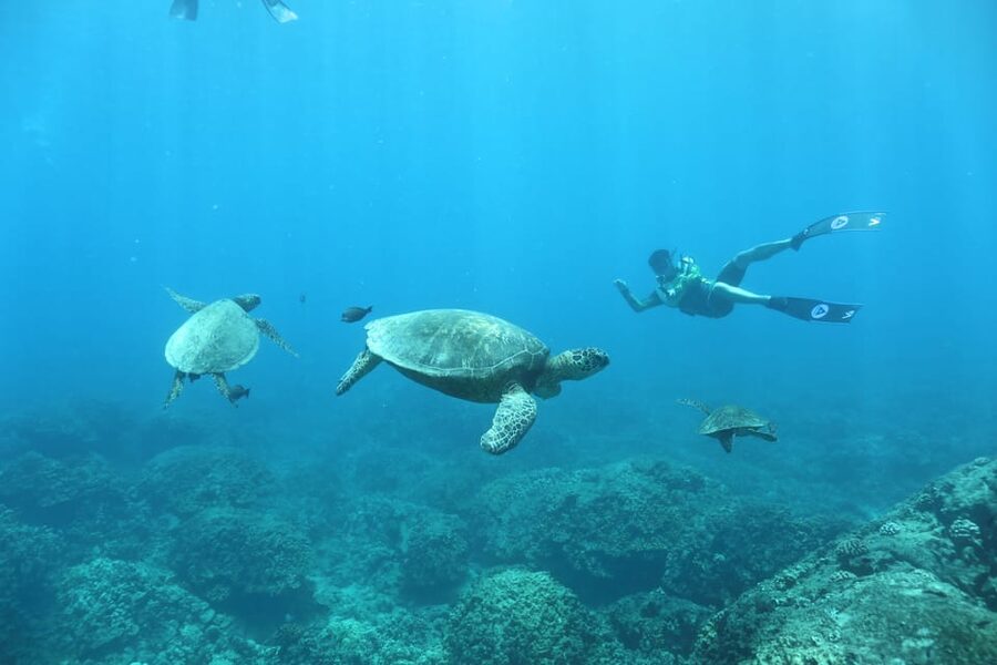 Oahu: Dolphin Watching & Turtle Snorkeling with Waterslide - What the crew adds to the day