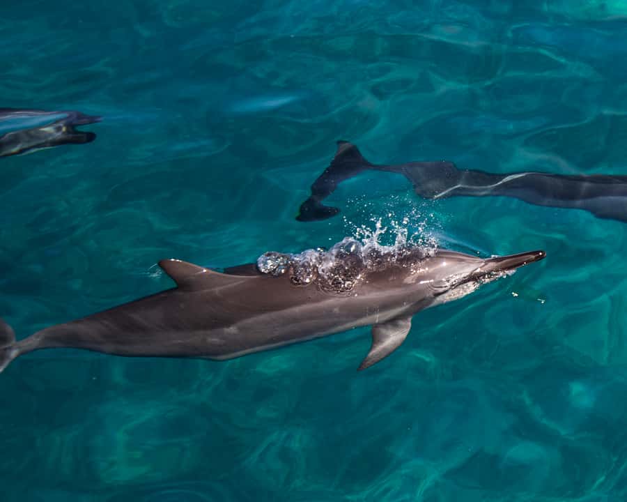 Oahu: Dolphin Watching & Turtle Snorkeling with Waterslide - Starting with E Ho Mai and a 30-minute safety briefing