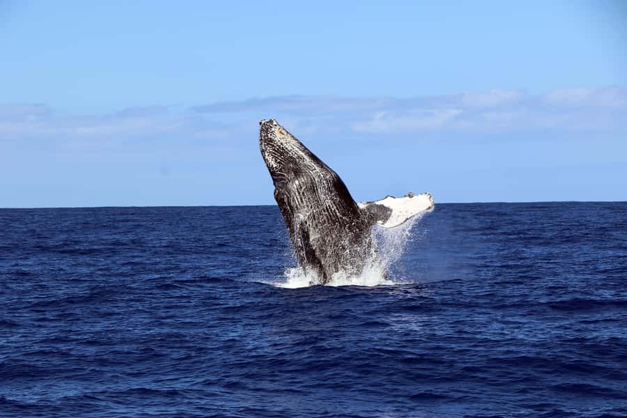 Oahu: Snorkeling & Dolphin Watch Cruise w/ Luau Style Buffet - Best fit, and who may want another type of outing