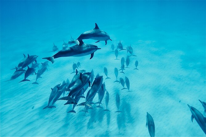 Oahu: Swim with Dolphins on the West Coast - Key points to know before booking