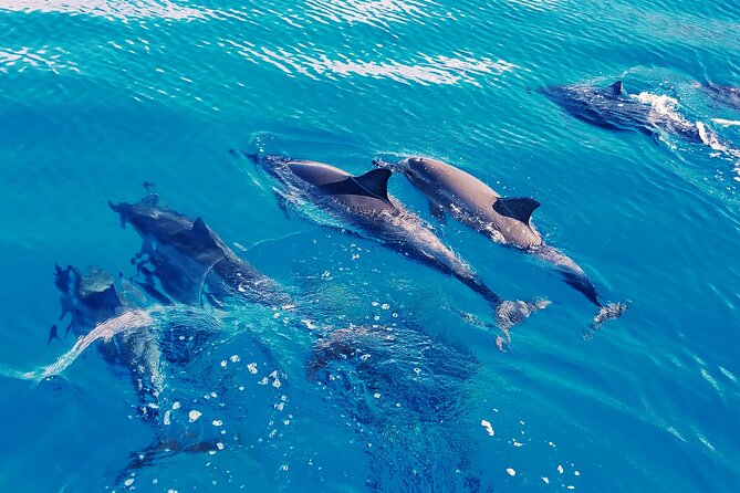 Oahu: Swim with Dolphins on the West Coast - What this Oahu dolphin tour is really like