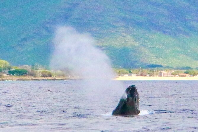 Oahu: Swim with Dolphins on the West Coast - Swimming with dolphins in open ocean