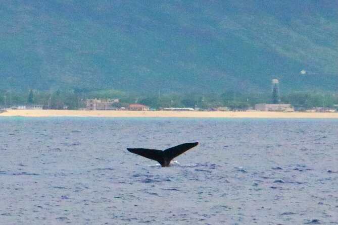 Oahu: Swim with Dolphins on the West Coast - Snorkeling with turtles, fish, and octopuses