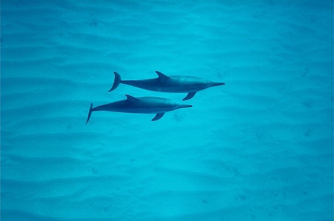 Oahu: Swim with Dolphins on the West Coast - Whales, seals, and other lucky sightings
