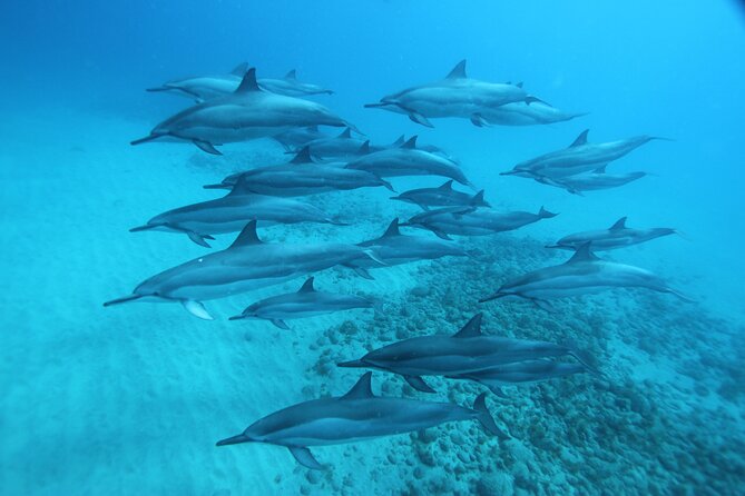 Oahu: Swim with Dolphins on the West Coast - Food, drinks, and what to pack