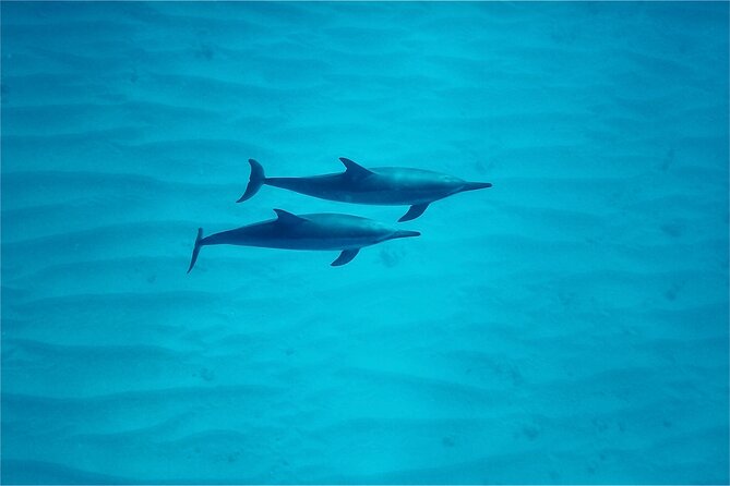 Oahu: Swim with Dolphins on the West Coast - Is $187.43 a fair price?