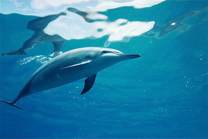 Oahu: Swim with Dolphins on the West Coast - The catamaran ride along the Waianae coast