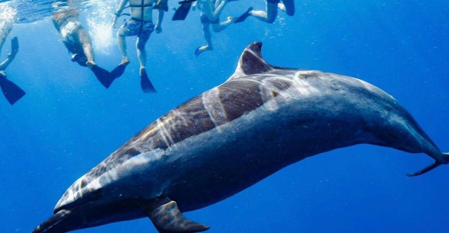 Oahu: Wild Dolphins Swim Turtle Snorkel Tour & Waterslide - Key points at a glance