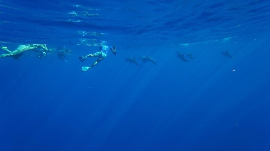 Oahu: Wild Dolphins Swim Turtle Snorkel Tour & Waterslide - A fast start from Waikiki to the Waianae Coast