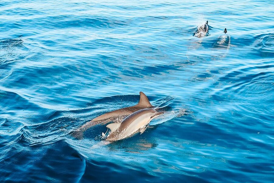 Oahu: Wild Dolphins Swim Turtle Snorkel Tour & Waterslide - Searching for dolphins in open water