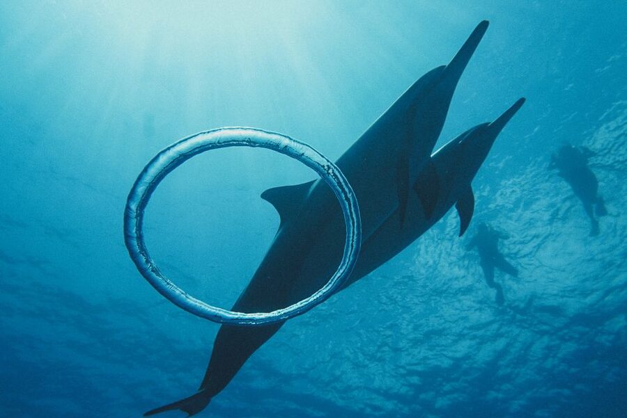 Oahu: Wild Dolphins Swim Turtle Snorkel Tour & Waterslide - Lunch on the way to Makaha