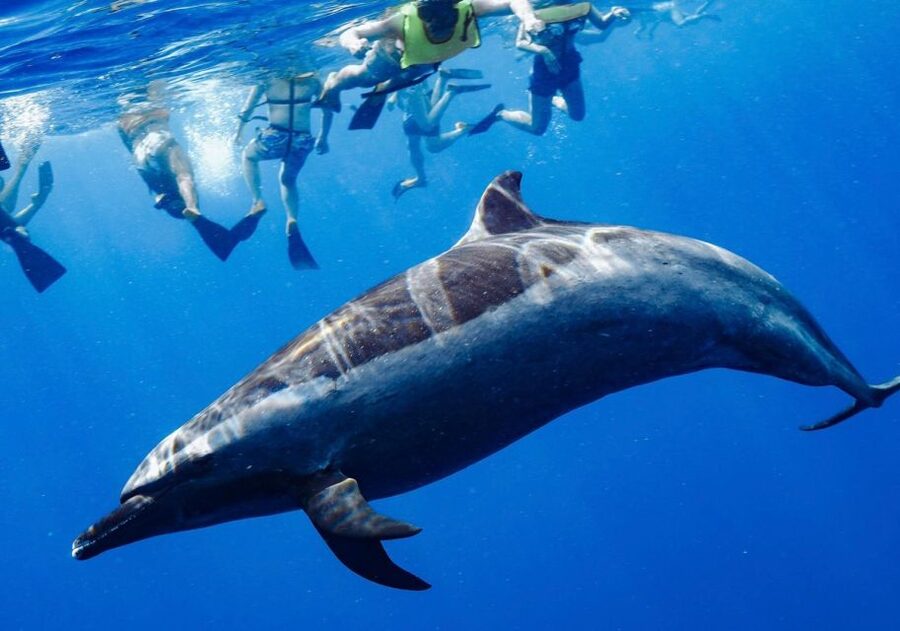 Oahu: Wild Dolphins Swim Turtle Snorkel Tour & Waterslide - Makaha turtle snorkeling