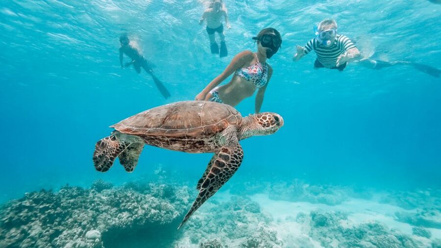 Oahu: Wild Dolphins Swim Turtle Snorkel Tour & Waterslide - A 21-foot waterslide and floating ocean toys