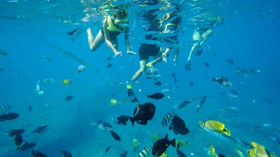 Oahu: Wild Dolphins Swim Turtle Snorkel Tour & Waterslide - What the $199 price really covers