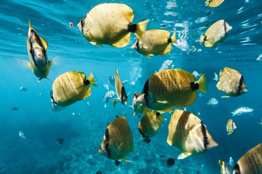 Oahu: Wild Dolphins Swim Turtle Snorkel Tour & Waterslide - Cruising past Oahu’s western shore