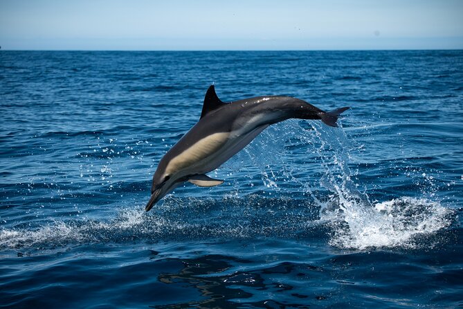 Observation of Dolphins and Whales with Marine Biologist in Arrábida - Key points to know before you go