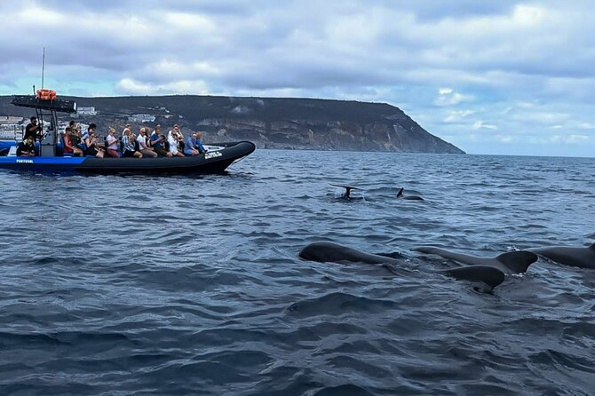Observation of Dolphins and Whales with Marine Biologist in Arrábida - Setting out from Sesimbra at 10 am