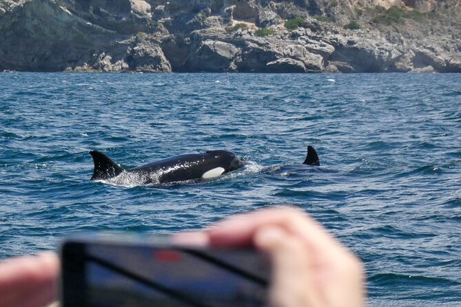 Observation of Dolphins and Whales with Marine Biologist in Arrábida - Swimming in clear coastal water