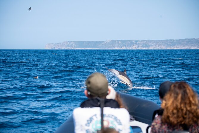 Observation of Dolphins and Whales with Marine Biologist in Arrábida - Group size, comfort, and pace