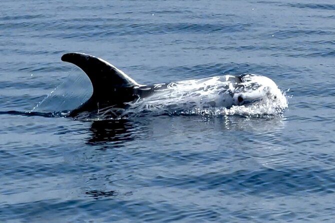Observation of Dolphins and Whales with Marine Biologist in Arrábida - Who will enjoy this most?