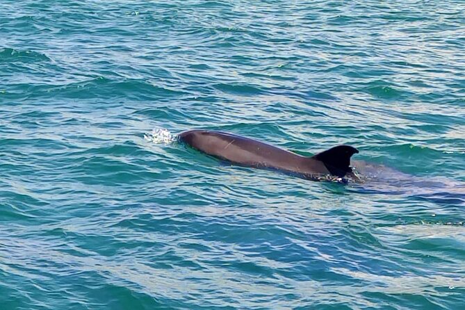 Observation of Dolphins in Setúbal - Why Setúbal is a strong place for dolphin watching