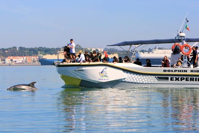 Observation of Dolphins in Setúbal - What happens after the dolphins