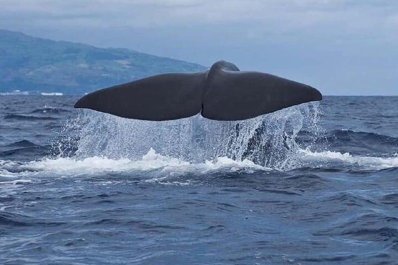 Observation of whales and dolphins in island Pico - What the 2.5-hour trip is really like